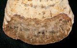 Polished Petrified Wood Limb - Madagascar #17152-1